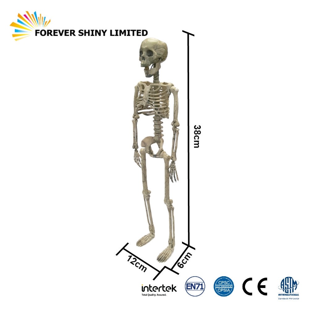 38cm Skeleton Human