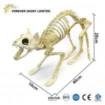 40cm Skeleton Cat